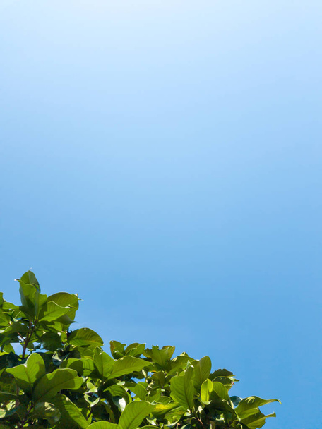 Натуральне зелене листя текстури на фоні блакитного неба
. - Фото, зображення