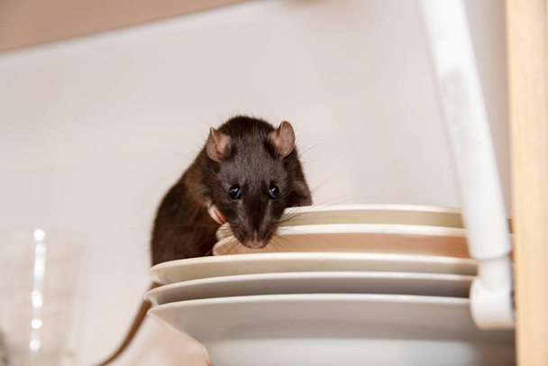 Rat crawls in the kitchen on dishes and looking for food. The concept of rodents in the house - Foto, imagen