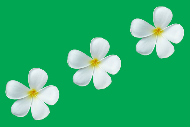 Beyaz Frangipani Çiçeğinin Çiçek Tasarımı Yeşil Arkaplanda İzole Edildi, Stok Fotoğrafları  - Fotoğraf, Görsel