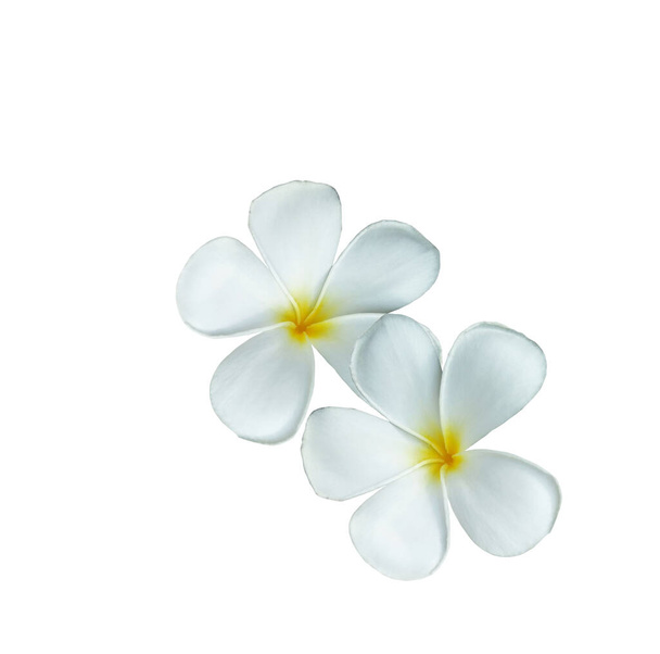 Made Design van witte Frangipani bloem geïsoleerd op witte achtergrond. Bloem van Spa - Foto, afbeelding