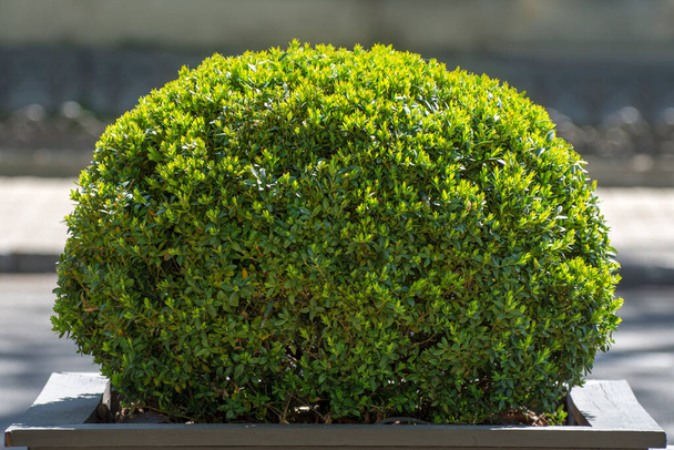 Trimmed boxwood bush. Plants for hedges. - Photo, Image