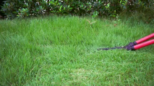 Wytnij trawę nożyczkami na trawniku w ogrodzie, używając ręki do cięcia trawy żelaznymi nożyczkami na trawniku w ogrodzie przed domem. Facet ścinał trawę nożyczkami.. - Materiał filmowy, wideo