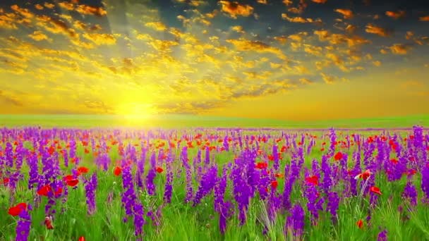 flores púrpuras - Metraje, vídeo
