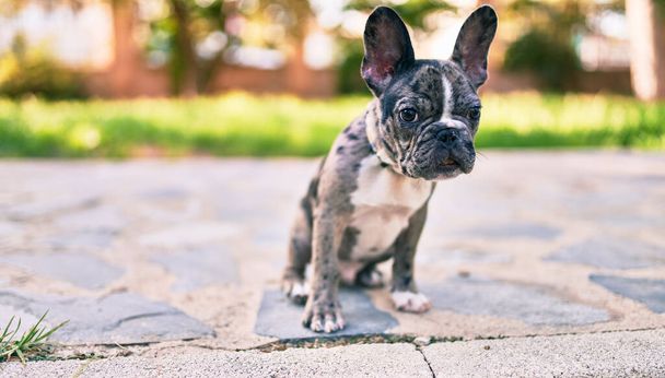 Beautiful puppy spotted french bulldog happy at the park outdoors - Фото, изображение