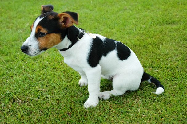 Cura cachorro sentado en la hierba
 - Foto, Imagen