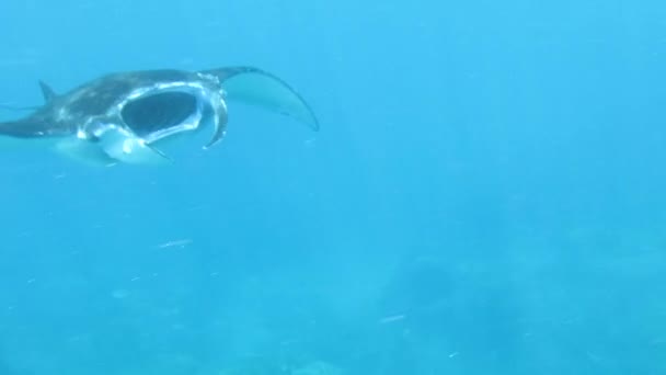 Gigantyczny Manta Ray w pobliżu powierzchni z refleksji Lightray na ciele - Materiał filmowy, wideo