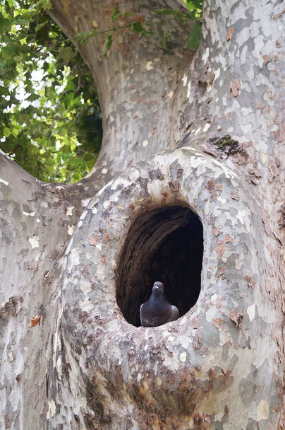Περιστέρι σε μια τρύπα σε ένα πάρκο - Φωτογραφία, εικόνα