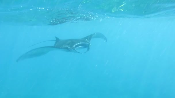 Black manta ray Manta blevirostris nadando muy cerca. El rayo nada hacia la cámara, despliega sus aletas cefálicas casi tocando la cámara y nada lejos - Metraje, vídeo