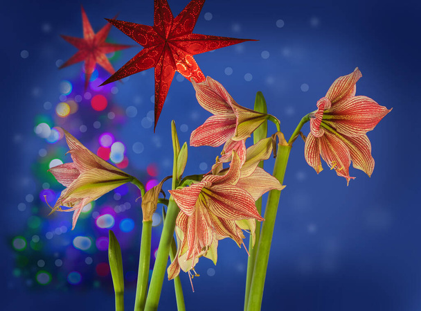 Virágzó Amaryllis Hippeastrum pillangó csoport "Egzotikus csillag" a karácsonyi háttér - Fotó, kép