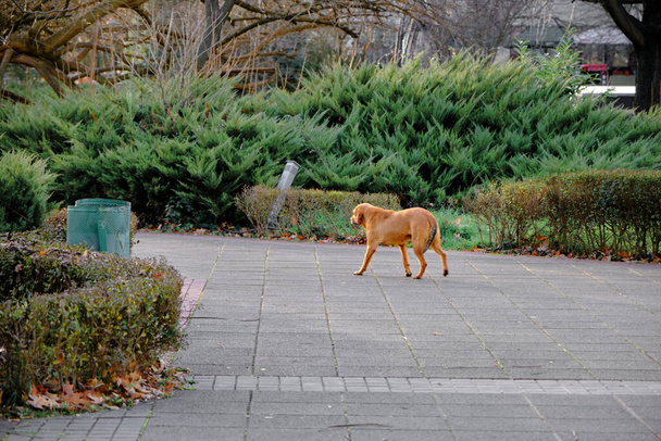 parc de la ville en bulgarie, kardzali avec chien brun mâle vivant à l'extérieur tôt le matin avec soleil. - Photo, image