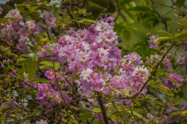 The trees are purple with full bloom. - Photo, Image