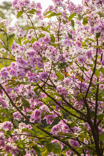 Die Bäume sind lila mit voller Blüte. - Foto, Bild