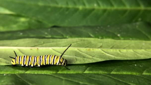 4K HD wideo Monarcha Caterpillar  - Materiał filmowy, wideo