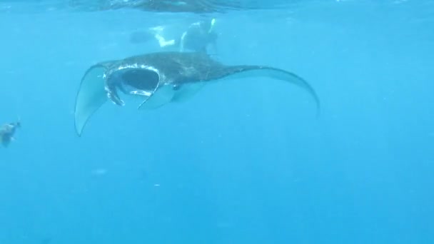 Closeup of a manta ray while feeding of plankton - Footage, Video