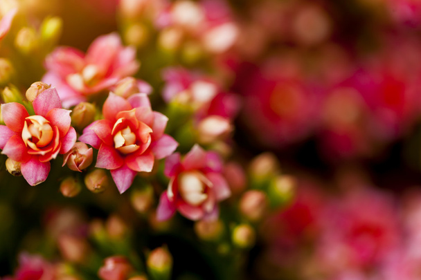 červené květy na slunci na jaře - Fotografie, Obrázek