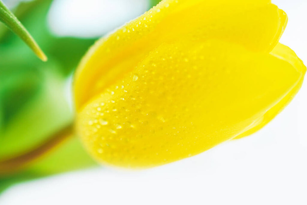 Yellow tulip with water drops close-up. - Foto, immagini