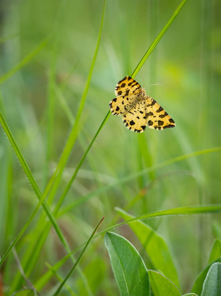 Traça amarela manchada (Pseudopanthera macularia) inseto borboleta na lâmina de grama verde - Foto, Imagem