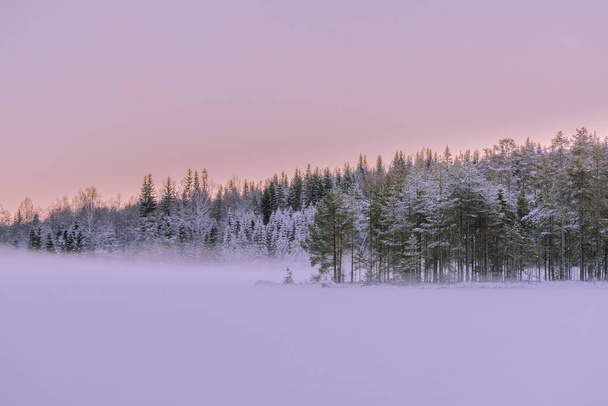 A majestic winter landscape with frost-covered trees shrouded in fog at twilight - Фото, зображення