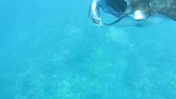 Vista superior manta ray y freediver bajo Mobula birostris. El gigante rayo manta oceánico nada y el hombre de la cámara se extiende con la mano. hay un buzo en el fondo de la toma - Metraje, vídeo