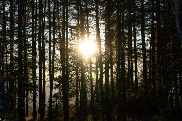 Un plan à angle bas de grands arbres sur le fond lumineux du soleil - Photo, image