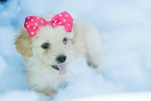 A closeup shot of a lovely laying puppy with a pink bow - Foto, Bild