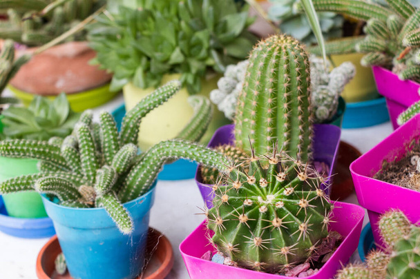 A closeup of different potted cactuses on a table with a blurry background - Foto, immagini