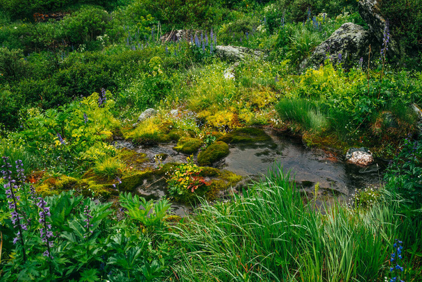 Scenic landscape with clear spring water stream among thick moss and lush vegetation. Mountain creek on mossy slope with fresh greenery and many small flowers. Colorful scenery with rich alpine flora. - Photo, Image
