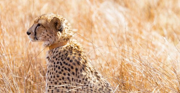 An African Cheetah lying in the grass - Photo, Image