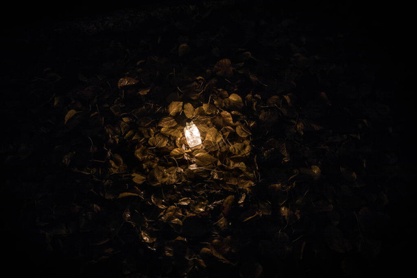 Kaunis näkymä pullon valoa yöllä puutarhassa. Lamppu Maaginen keiju pöly taikajuoma pullossa metsässä. Pitkän tähtäimen. Valikoiva painopiste - Valokuva, kuva