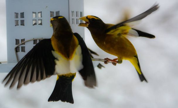 Pěkné Goldfinches v podavači - Fotografie, Obrázek