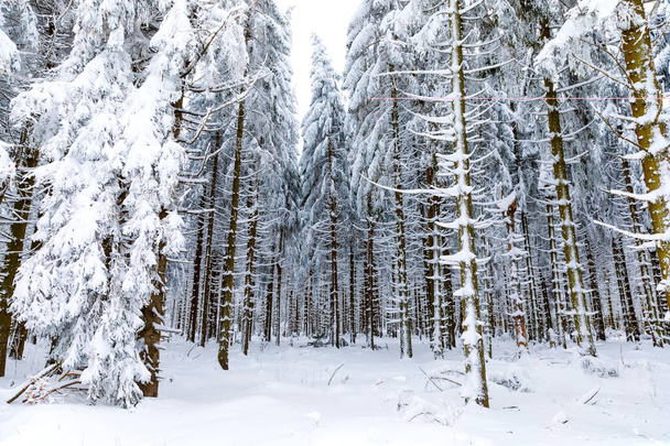 Сосны в лесу покрыты снегом в морозный вечер. Потрясающая зимняя панорама, зима. Германия, Гессен, Берлин - Фото, изображение