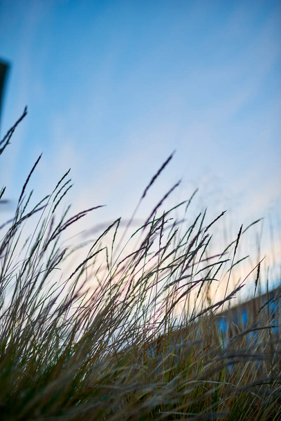 tallo de hierba alta en el parque público - Foto, Imagen