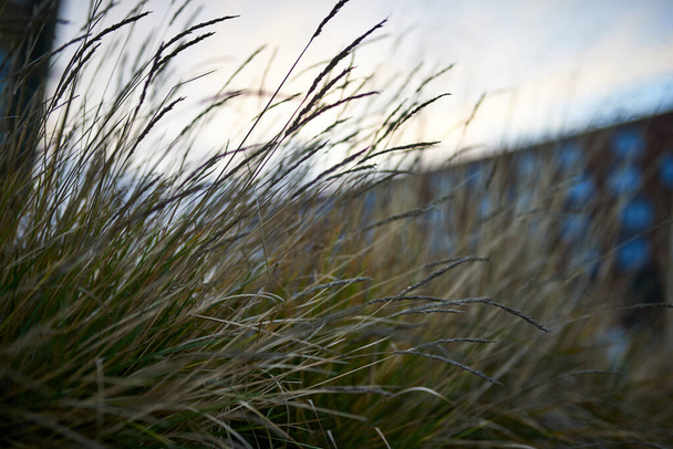 high grass stem in public park - Photo, Image