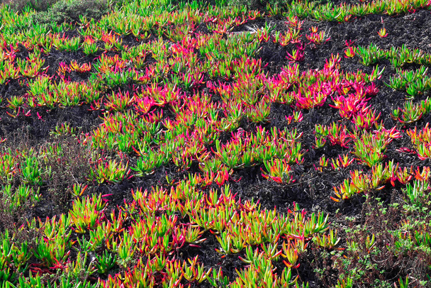 Pradera con plantas costeras en rojo y verde distribuidas abstractamente sobre la imagen - Foto, imagen