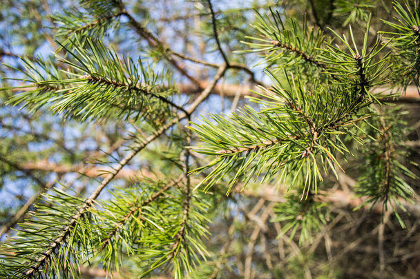 botánica: un montón de ramas verdes de pinos en el bosque de pinos en el día de verano soleado cerca, en medio de los árboles altos - Foto, Imagen