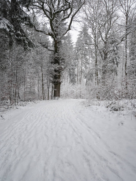 İsviçre 'de şiddetli kar yağışı sonrası güzel orman kış harikalar diyarı manzarası. - Fotoğraf, Görsel