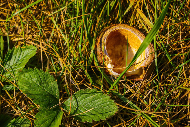 In the grass lies a chestnut shell - Φωτογραφία, εικόνα