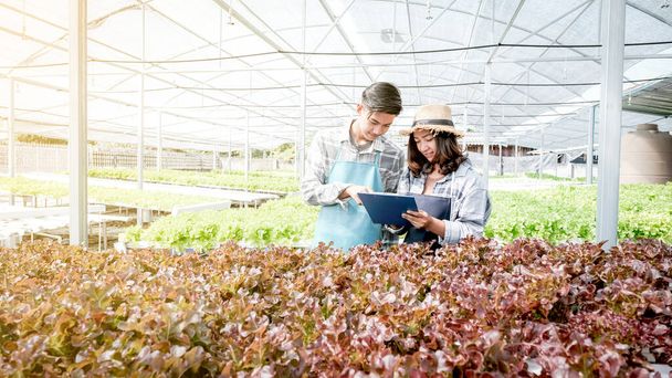 2 Boer inspecteren de kwaliteit van plantaardige biologische salade en sla van hydrocultuur boerderij en maken notities op klembord om klanten het beste product. - Foto, afbeelding
