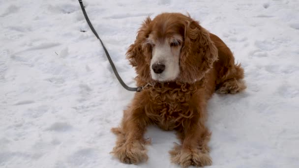 Piros Cocker spániel feküdt a fehér hóban. kutya a téli parkban. fajtatiszta angol cocker spániel. - Felvétel, videó