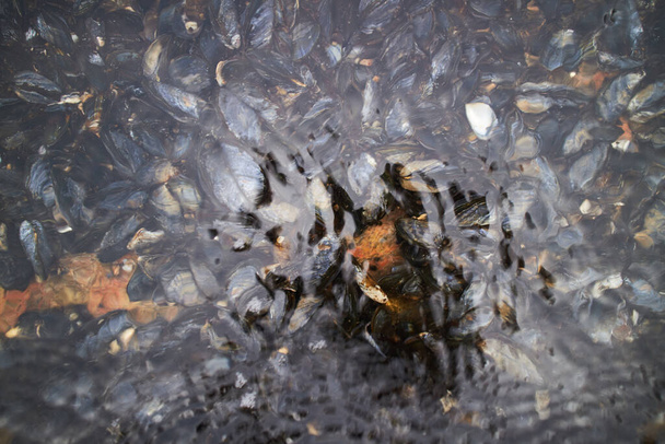 schelpdieren mosselen onder water - Foto, afbeelding