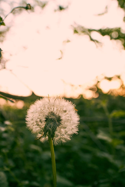 soft dandelion in a green field - Photo, Image