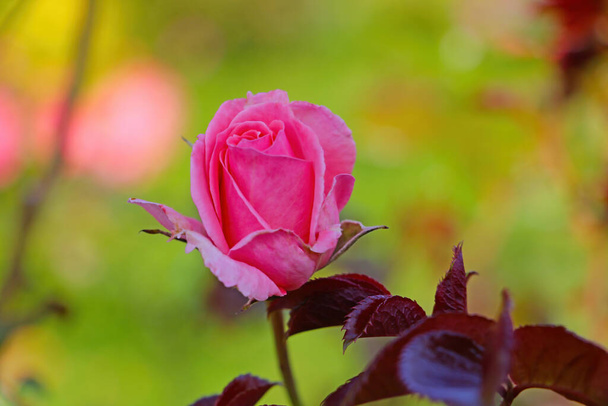 Близько квітучого саду троянда навесні
 - Фото, зображення
