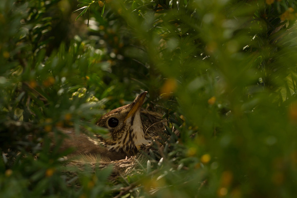 птица в гнезде - Фото, изображение