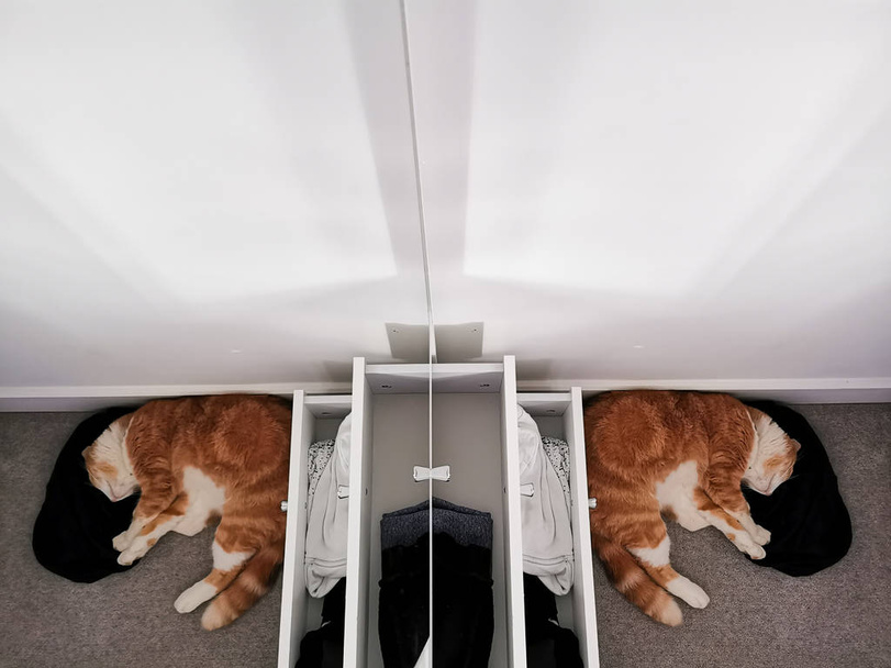 Image with copy space of a sleeping ginger cat seen against a wardrobe with a mirror - Photo, Image