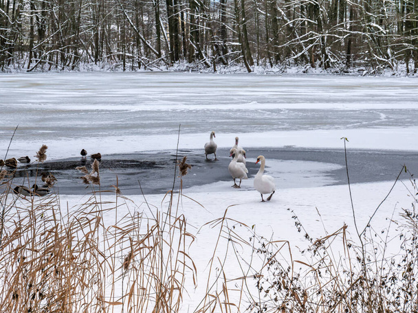 lac gelé avec cygnes et canards - Photo, image