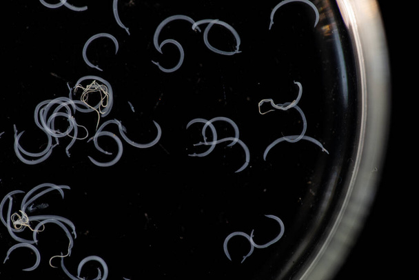 Schistosoma es un género de trematodos, comúnmente conocido como grietas sanguíneas bajo el microscopio para educación en laboratorio.. - Foto, Imagen