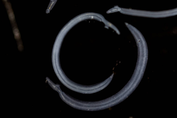 Schistosoma es un género de trematodos, comúnmente conocido como grietas sanguíneas bajo el microscopio para educación en laboratorio.. - Foto, imagen