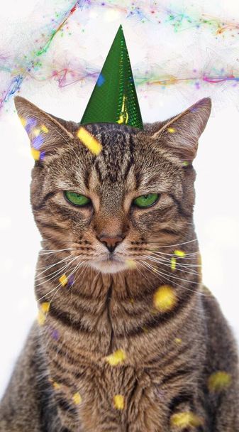 白い背景の前に座っている彼の頭の上にパーティーの帽子をかぶったタビー猫を退屈。動物-ペットは熱狂的な合併とお祝いを容認しないでください. - 写真・画像