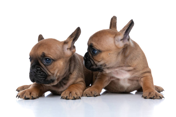 two adorable french bulldog dogs are looking to side and lying down on white background - Photo, Image