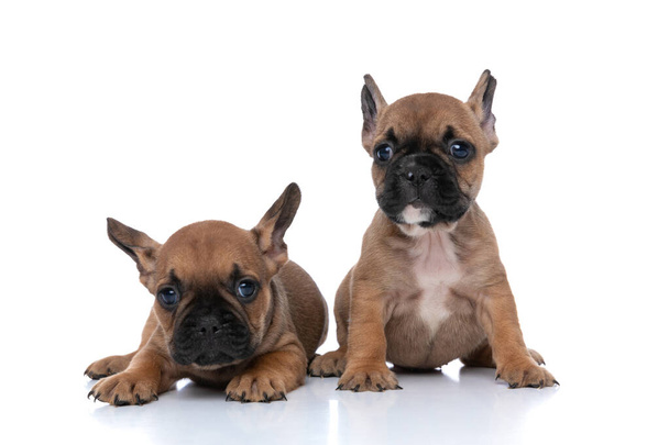 two french bulldog dogs with fawn fur sitting and laying around against white background - Photo, Image